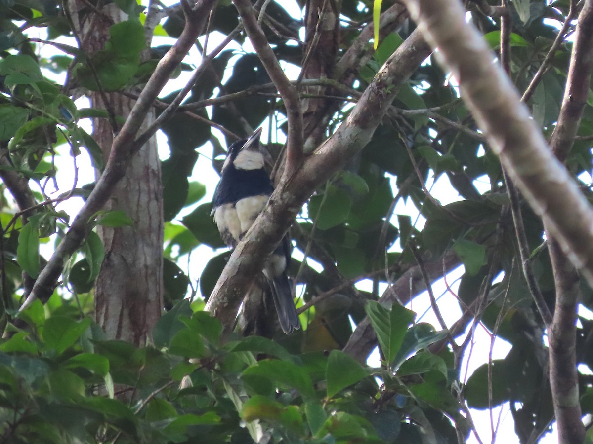 Black-breasted Puffbird - ML627998009