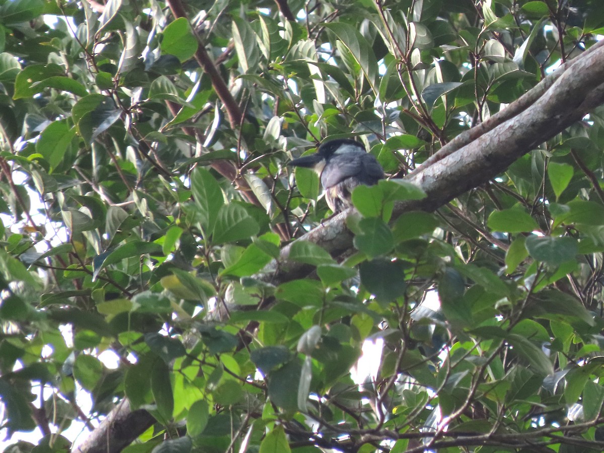 Black-breasted Puffbird - ML627998010