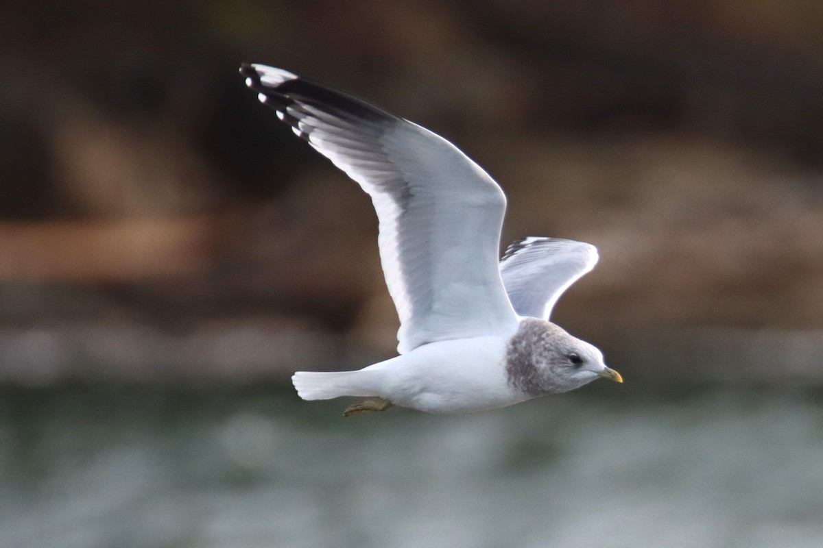 Short-billed Gull - ML627998013