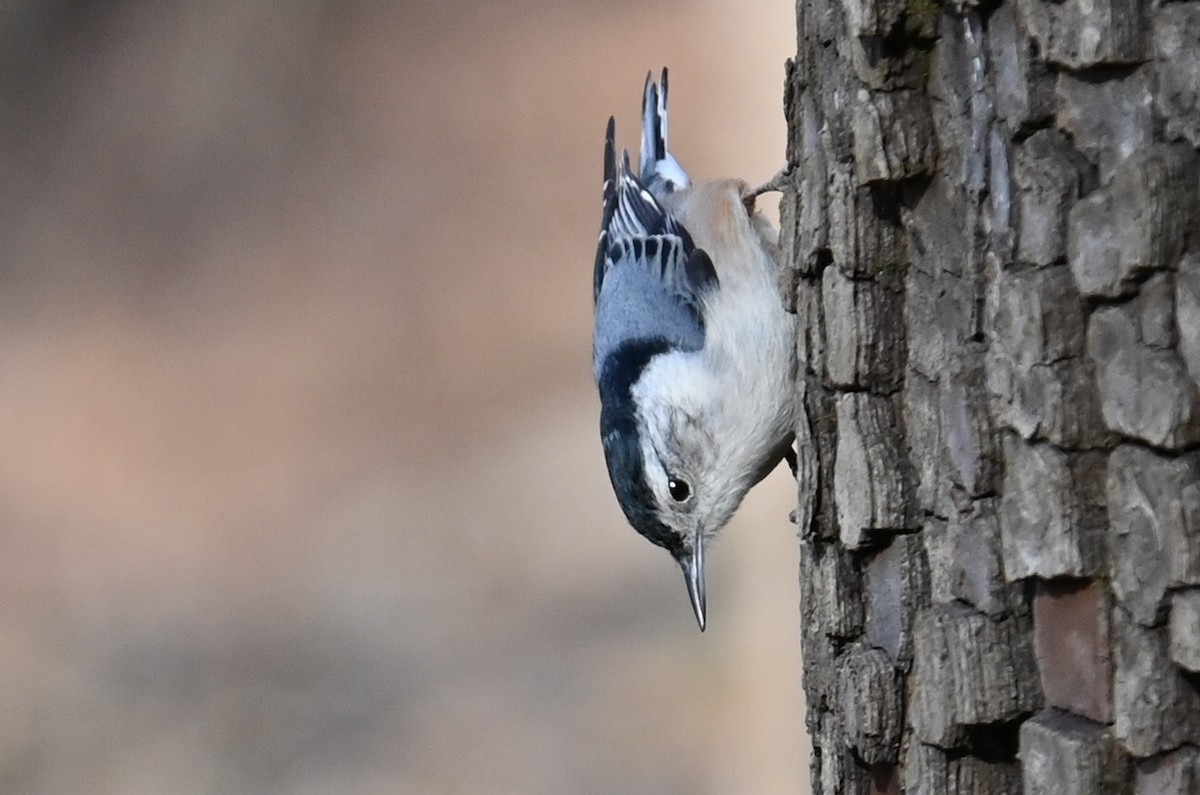 White-breasted Nuthatch - ML627998018