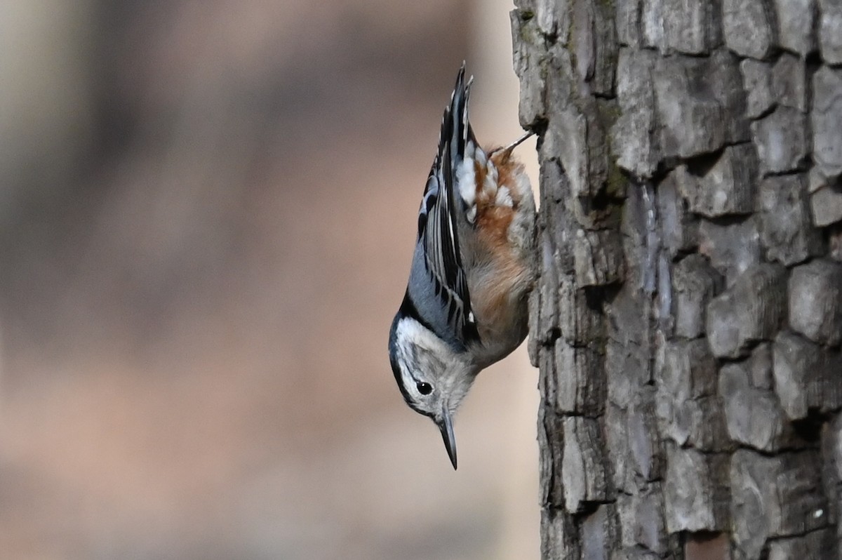 White-breasted Nuthatch - ML627998019