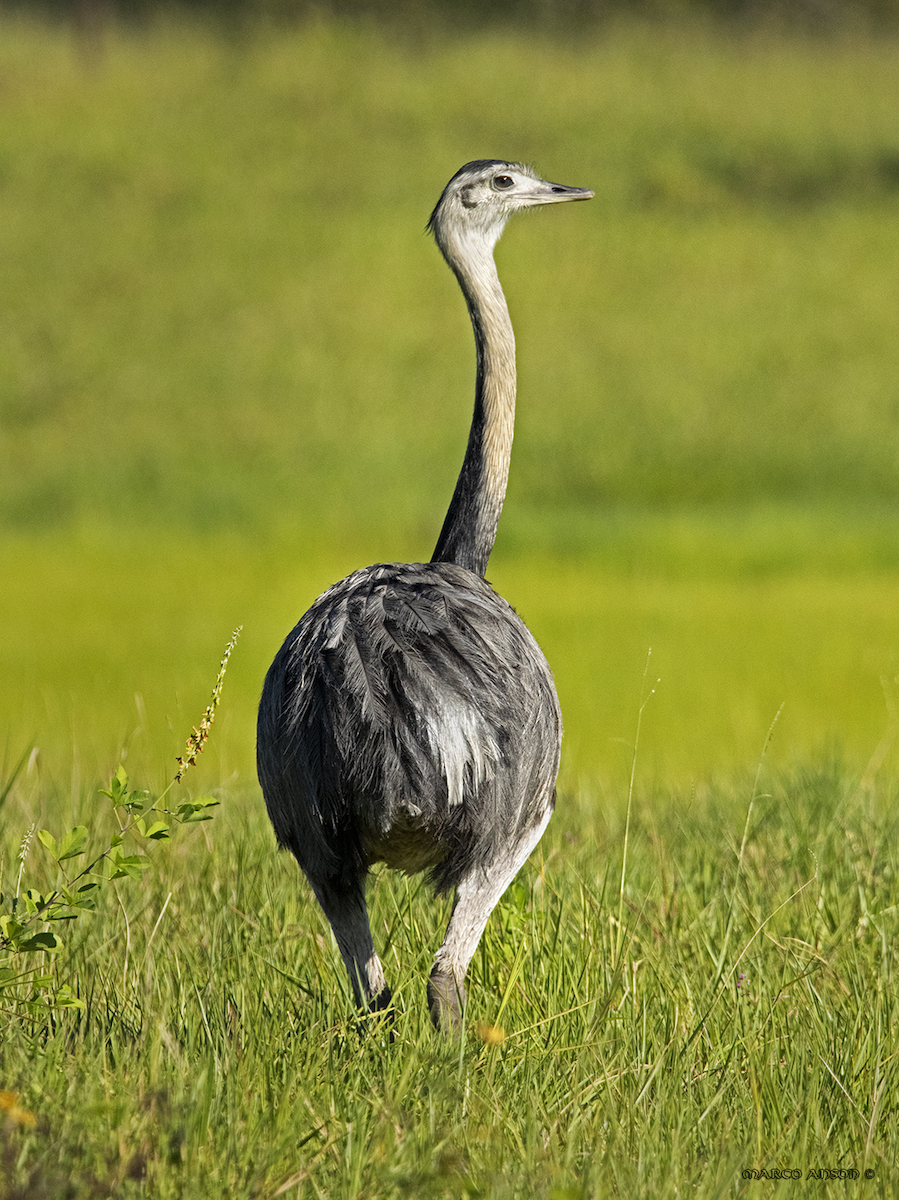 Greater Rhea - ML627998044