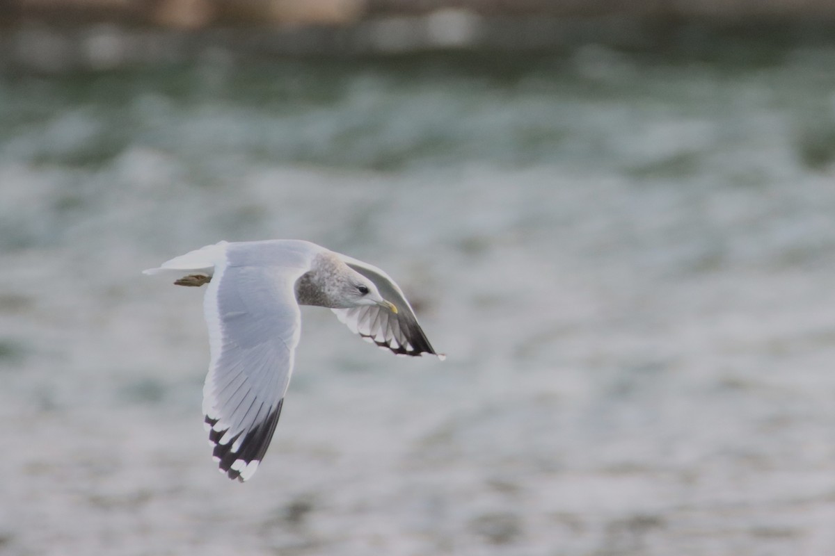 Short-billed Gull - ML627998063