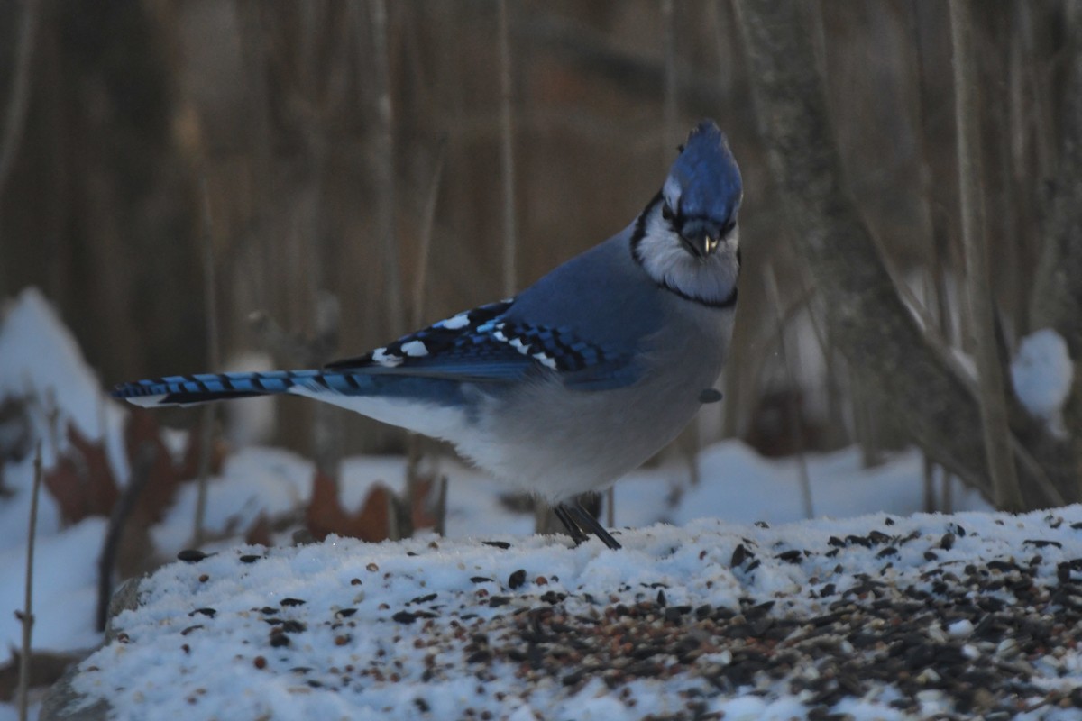 Blue Jay - ML627998083