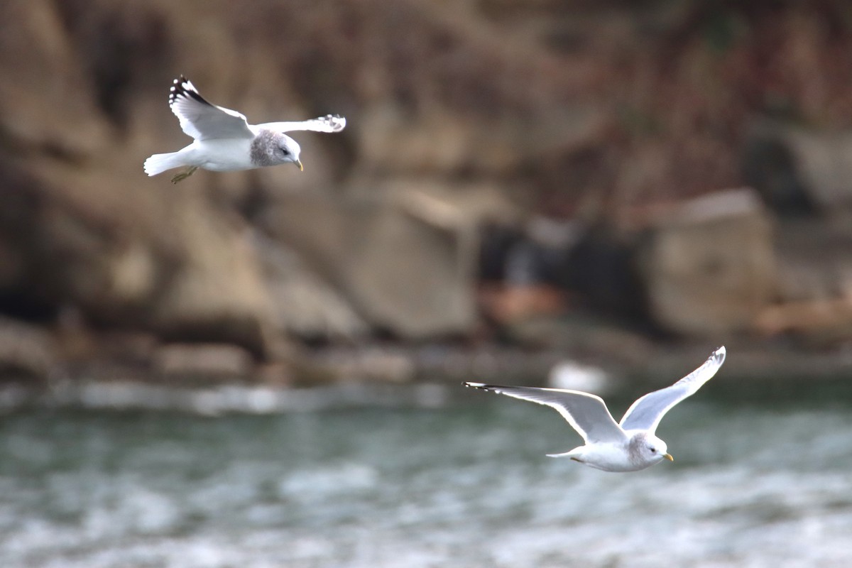 Short-billed Gull - ML627998085