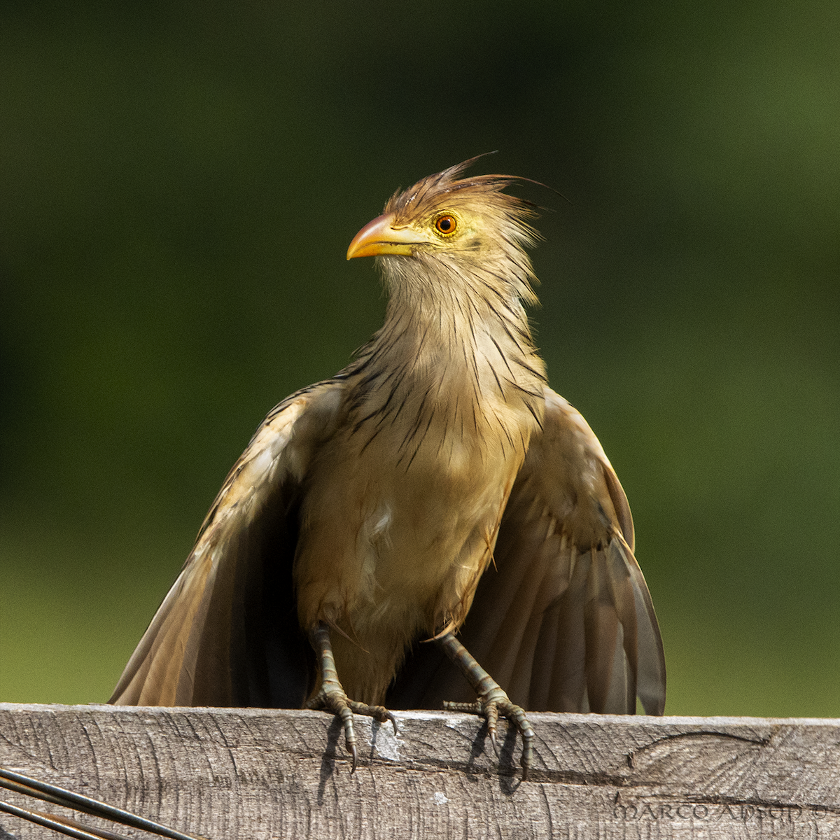 Guira Cuckoo - ML627998087