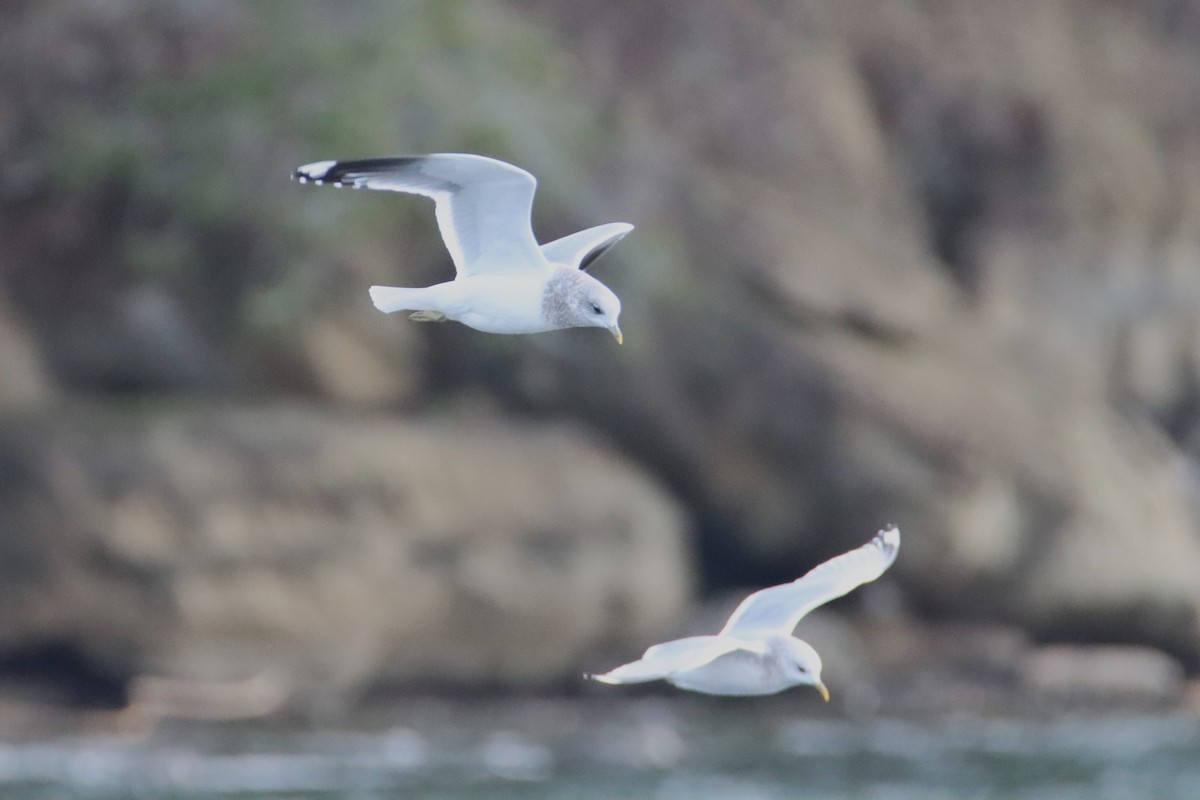 Short-billed Gull - ML627998098