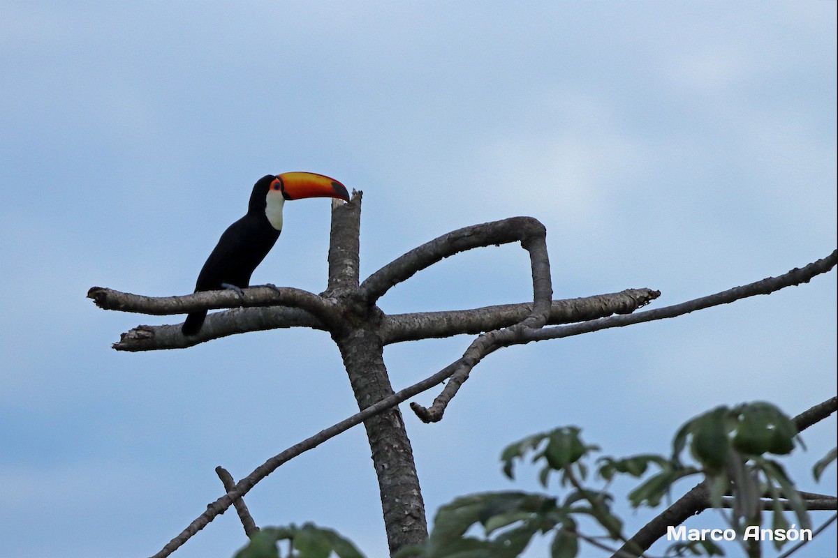 Toco Toucan - ML627998105