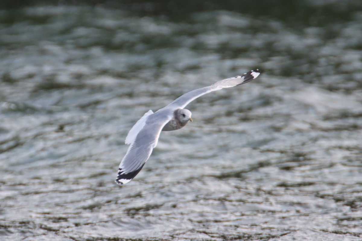 Short-billed Gull - ML627998122