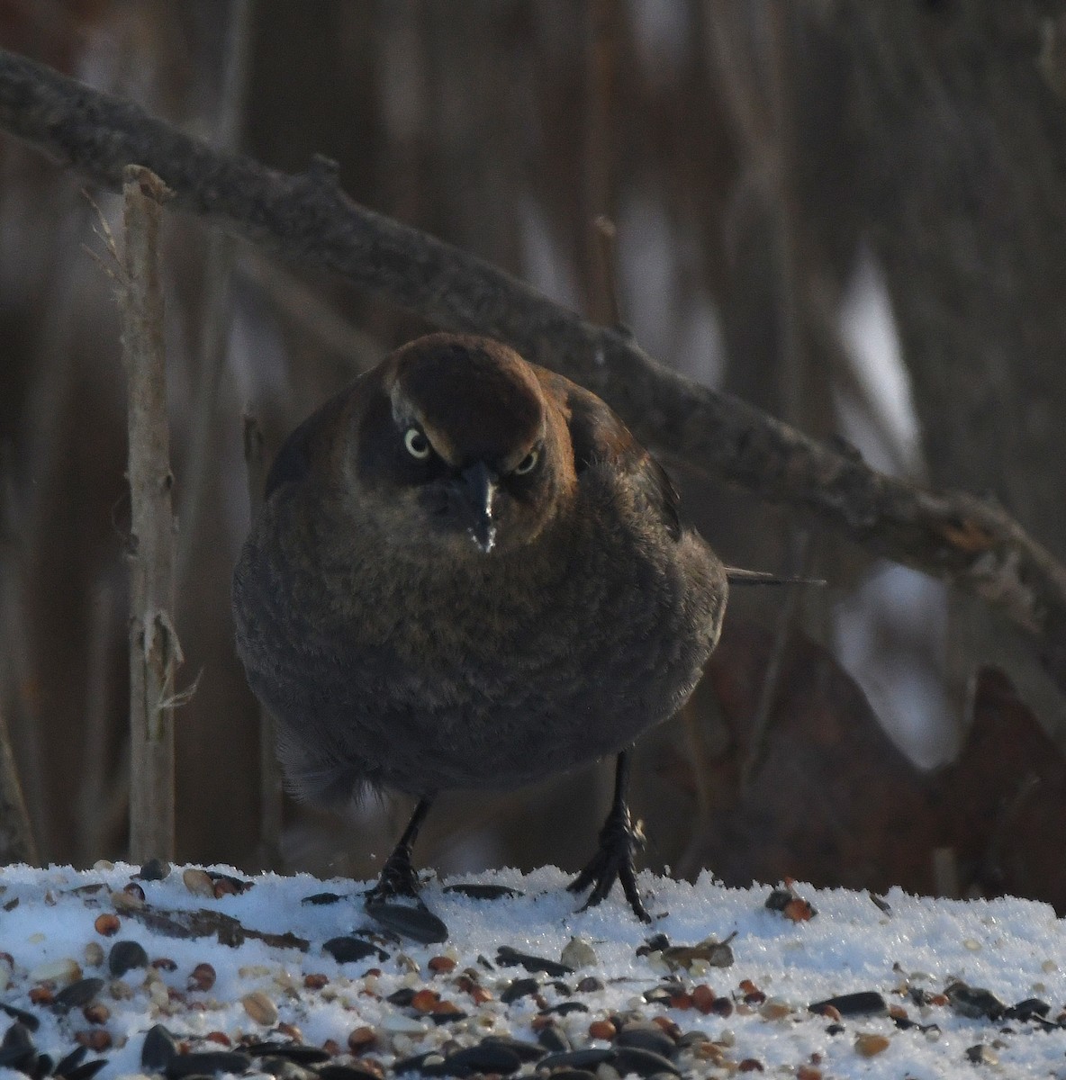 Rusty Blackbird - ML627998147