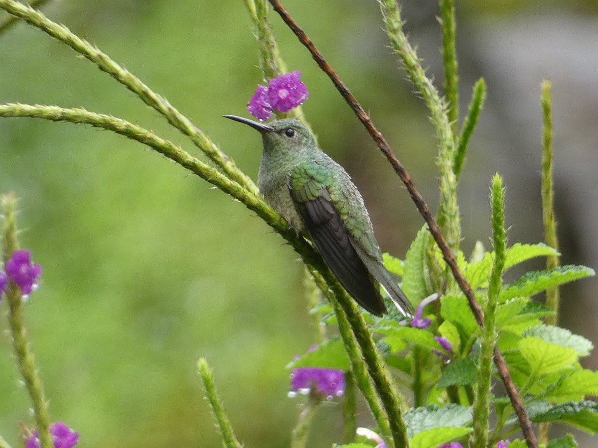 skjellbrystkolibri - ML627998149