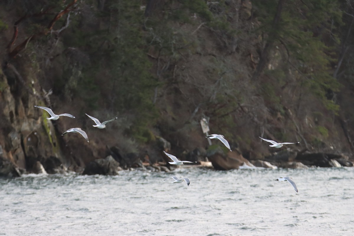 Short-billed Gull - ML627998157