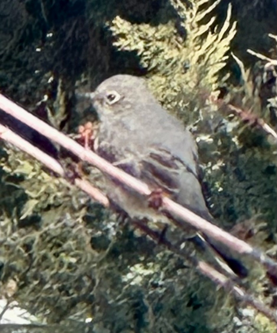 Townsend's Solitaire - ML627998174