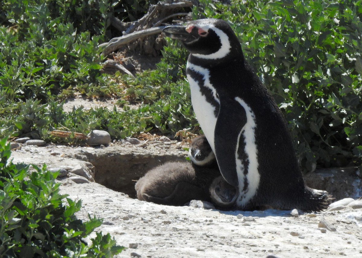 Magellanic Penguin - ML627998178