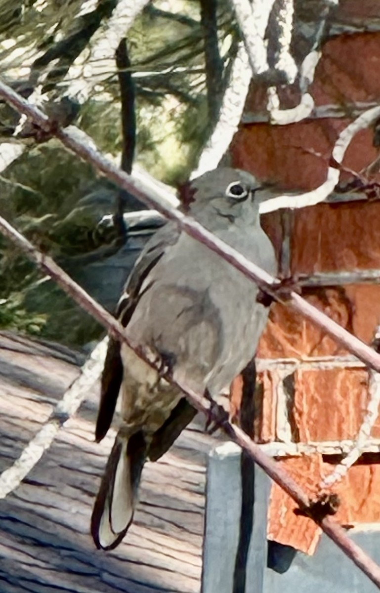 Townsend's Solitaire - ML627998179