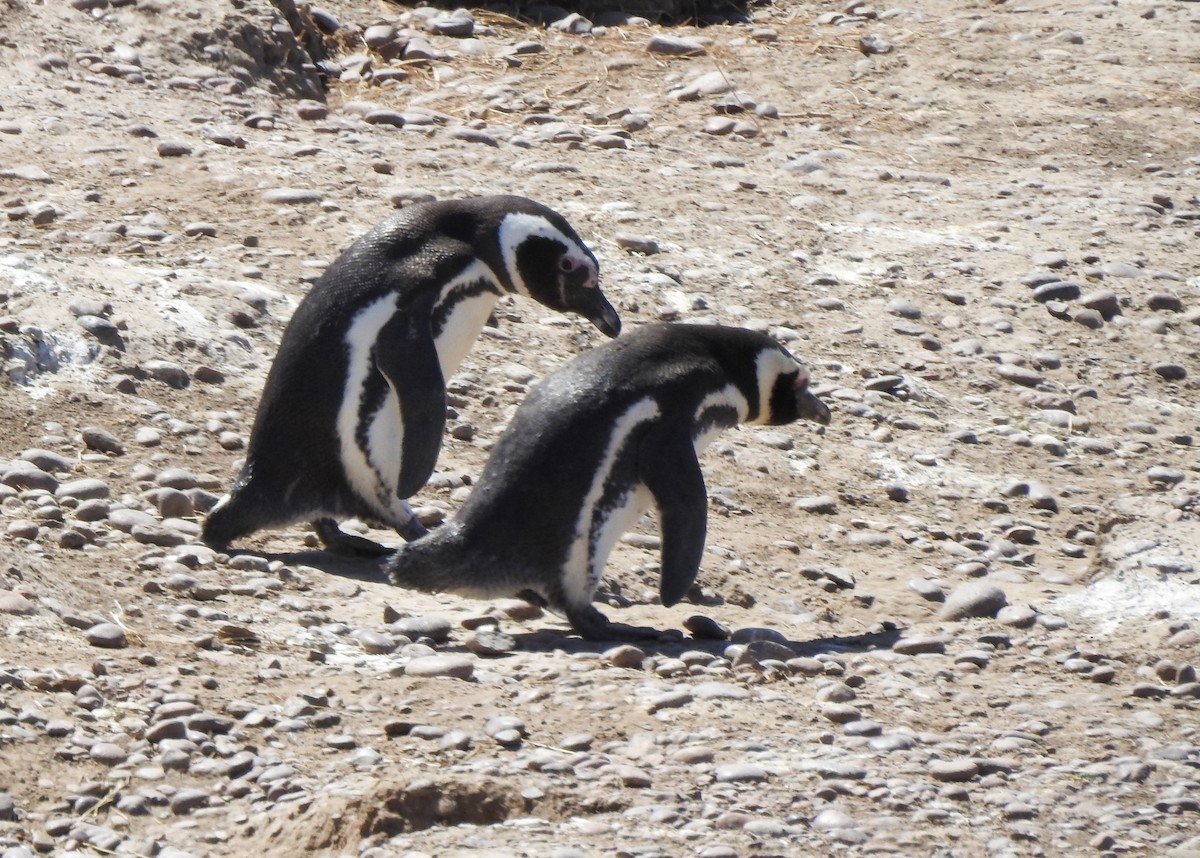 Magellanic Penguin - ML627998180