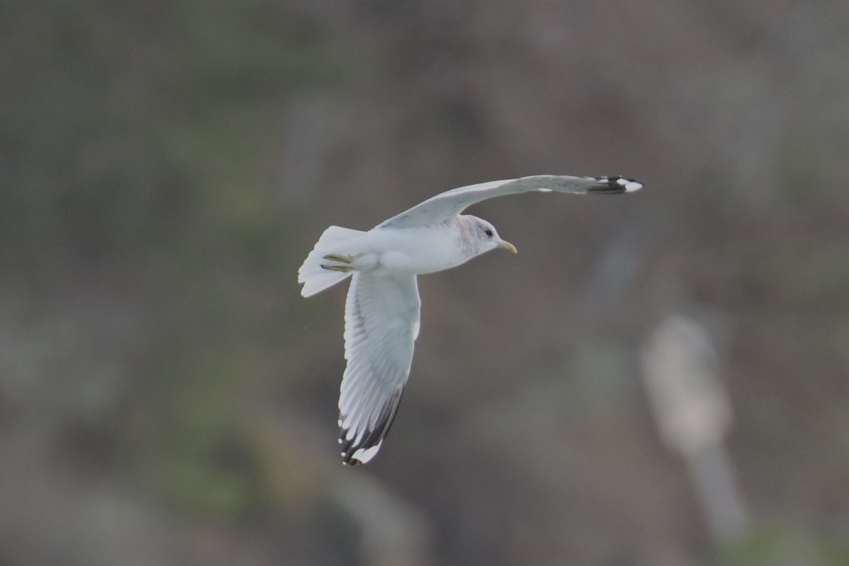 Short-billed Gull - ML627998181