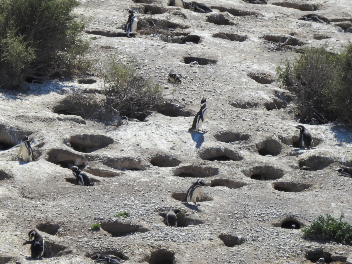 Magellanic Penguin - ML627998182