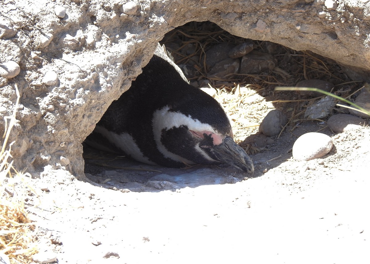 Magellanic Penguin - ML627998183