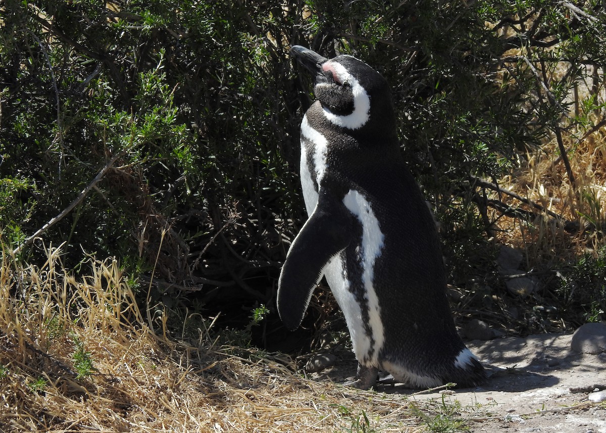 Magellanic Penguin - ML627998184