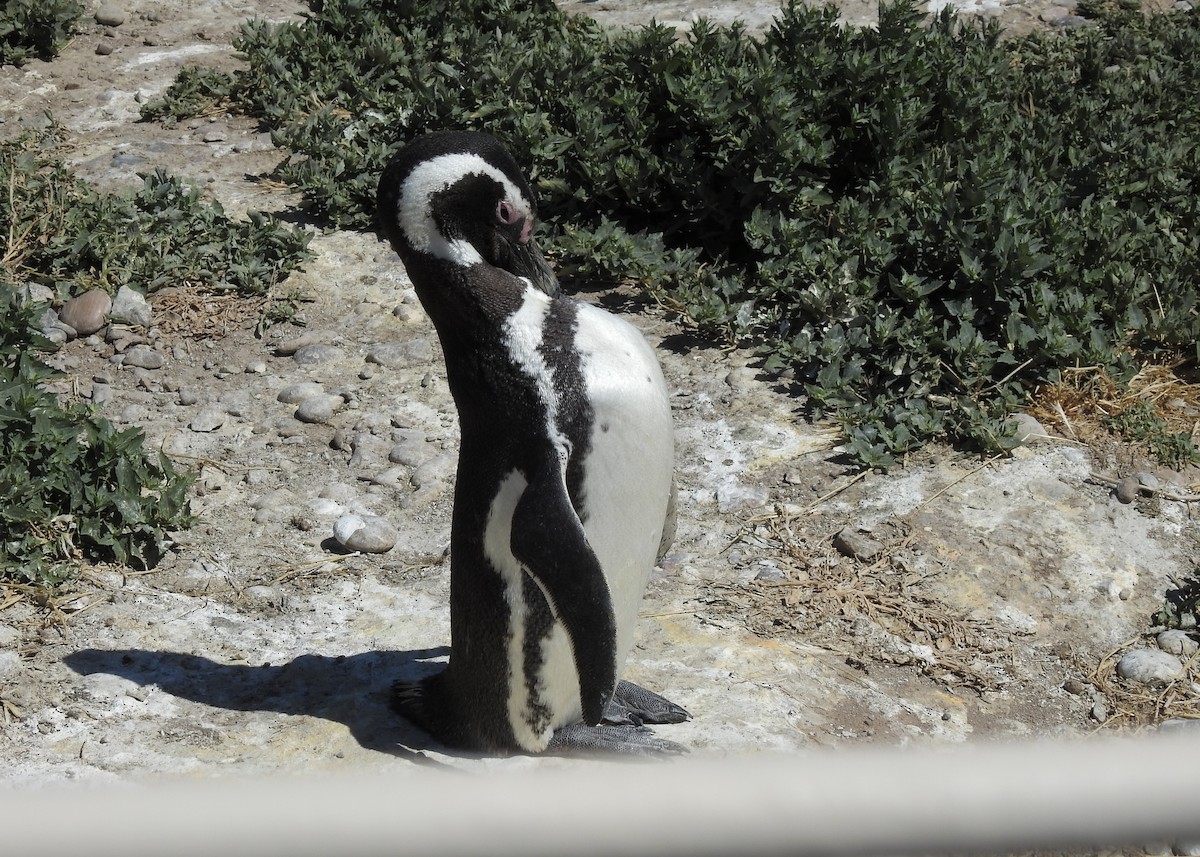 Magellanic Penguin - ML627998185