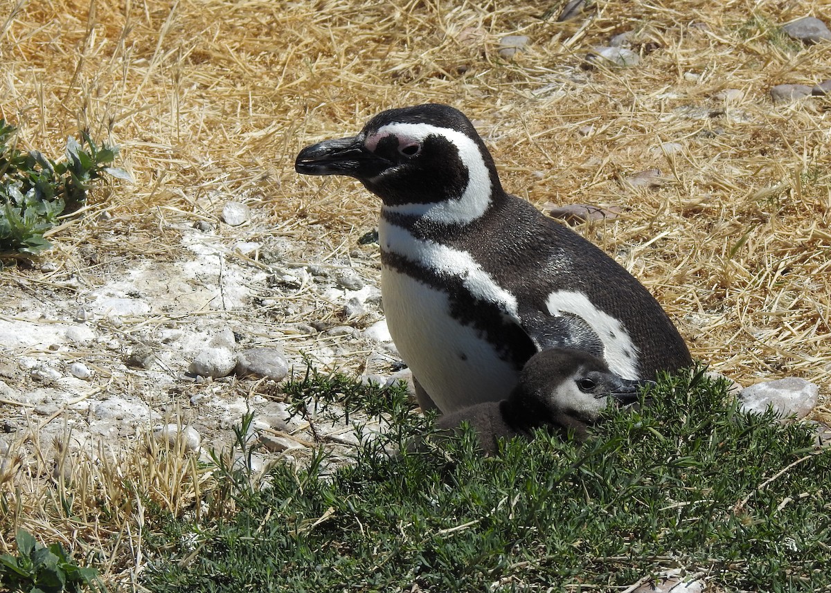 Magellanic Penguin - ML627998186