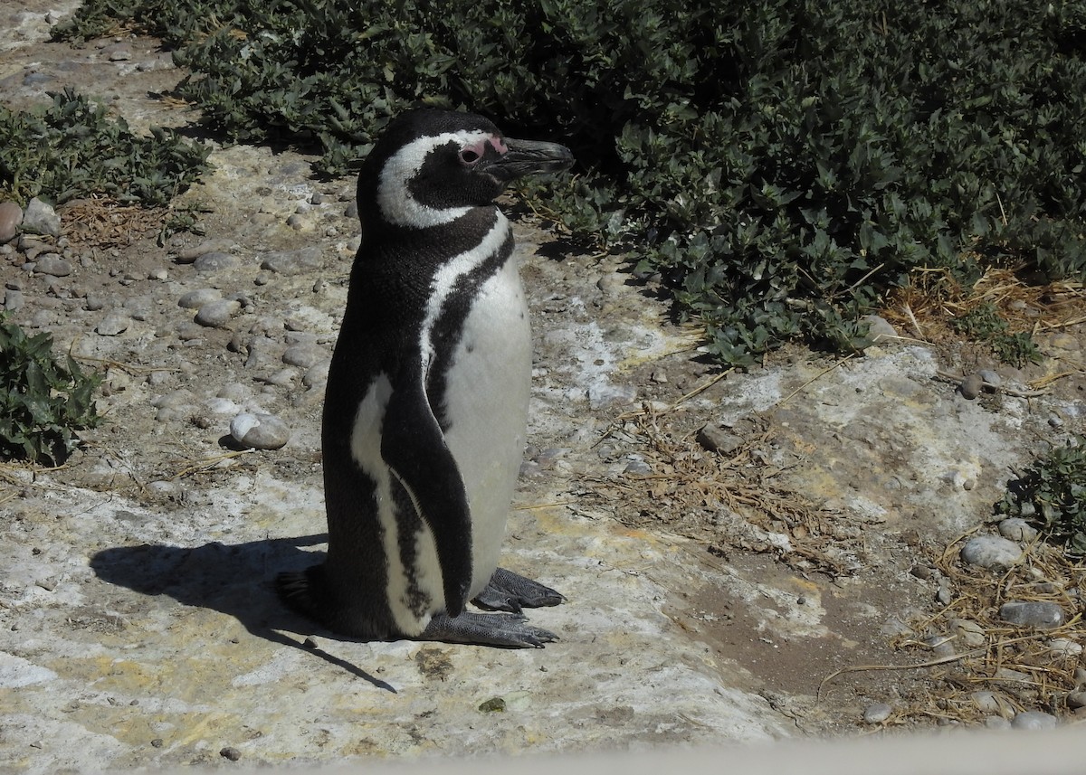 Magellanic Penguin - ML627998187