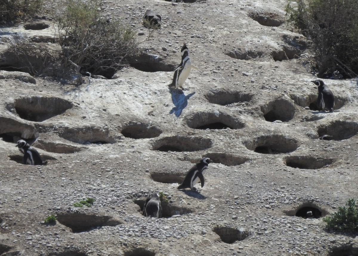 Magellanic Penguin - ML627998188