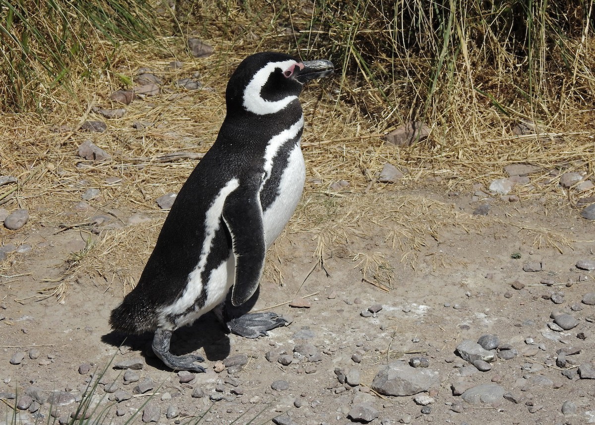 Magellanic Penguin - ML627998192