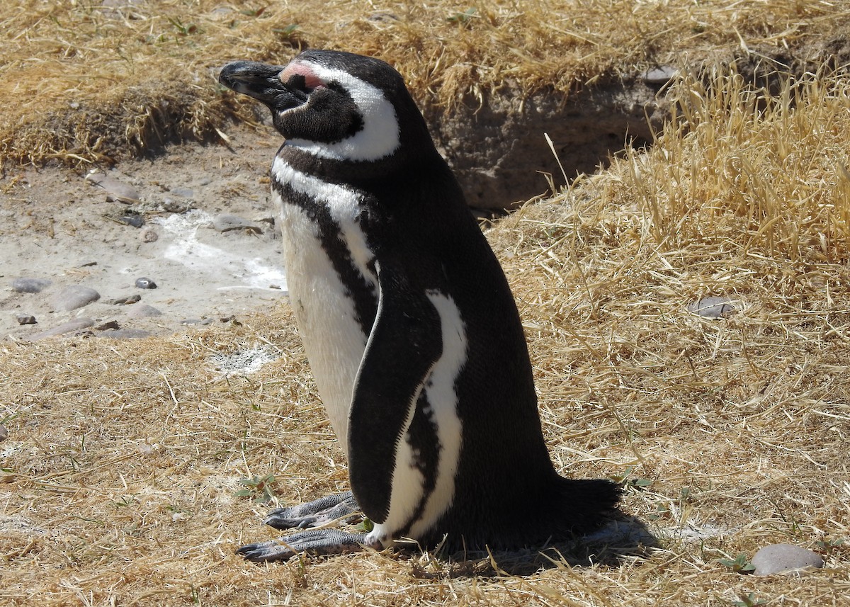 Magellanic Penguin - ML627998193