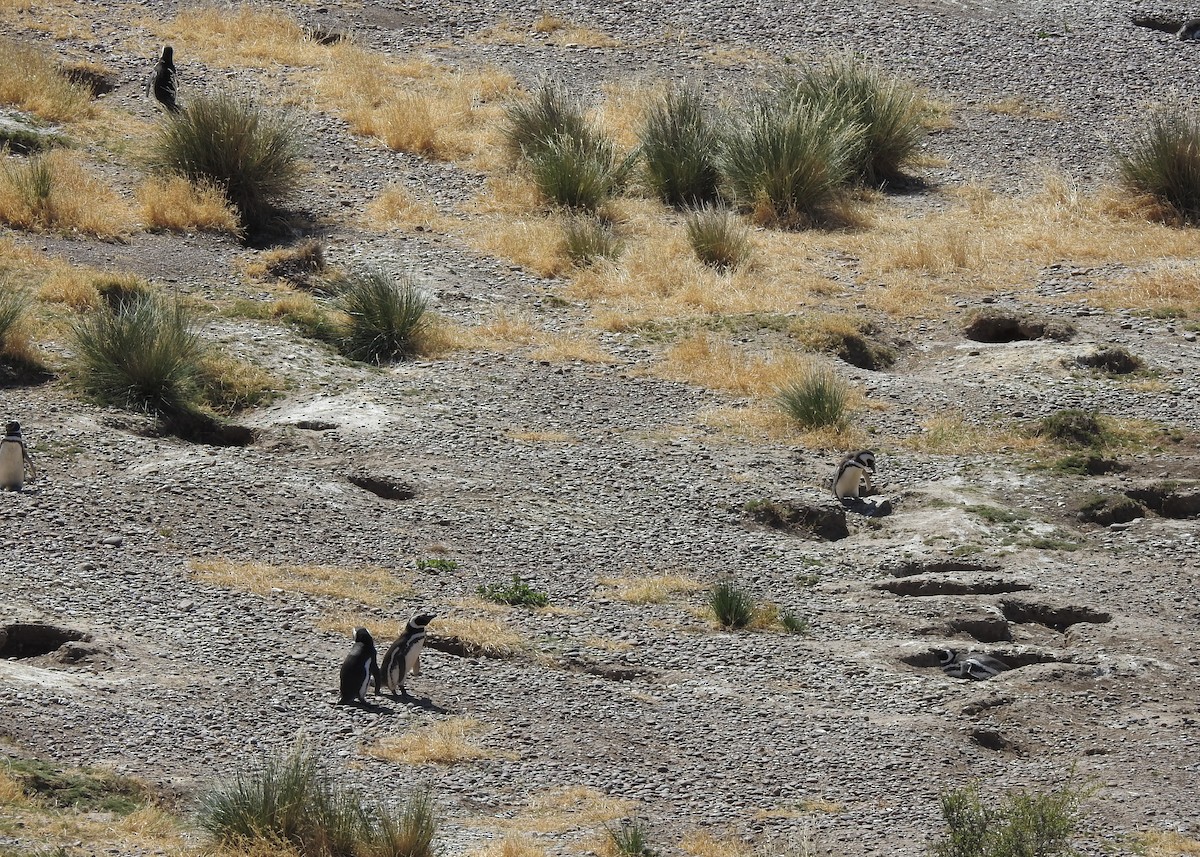 Magellanic Penguin - ML627998194