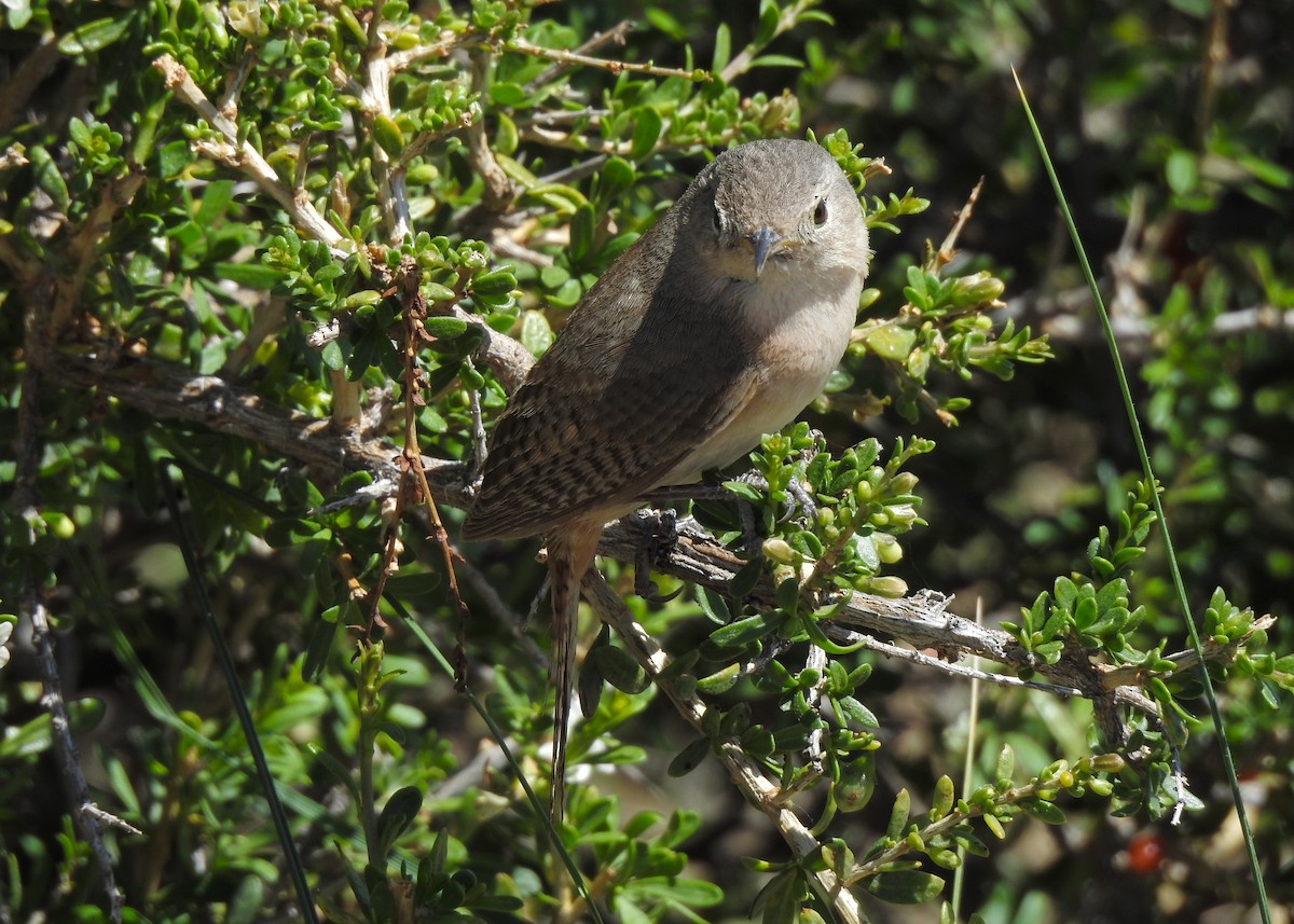 Southern House Wren - ML627998200