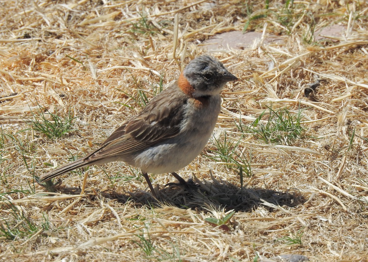 Rufous-collared Sparrow - ML627998220