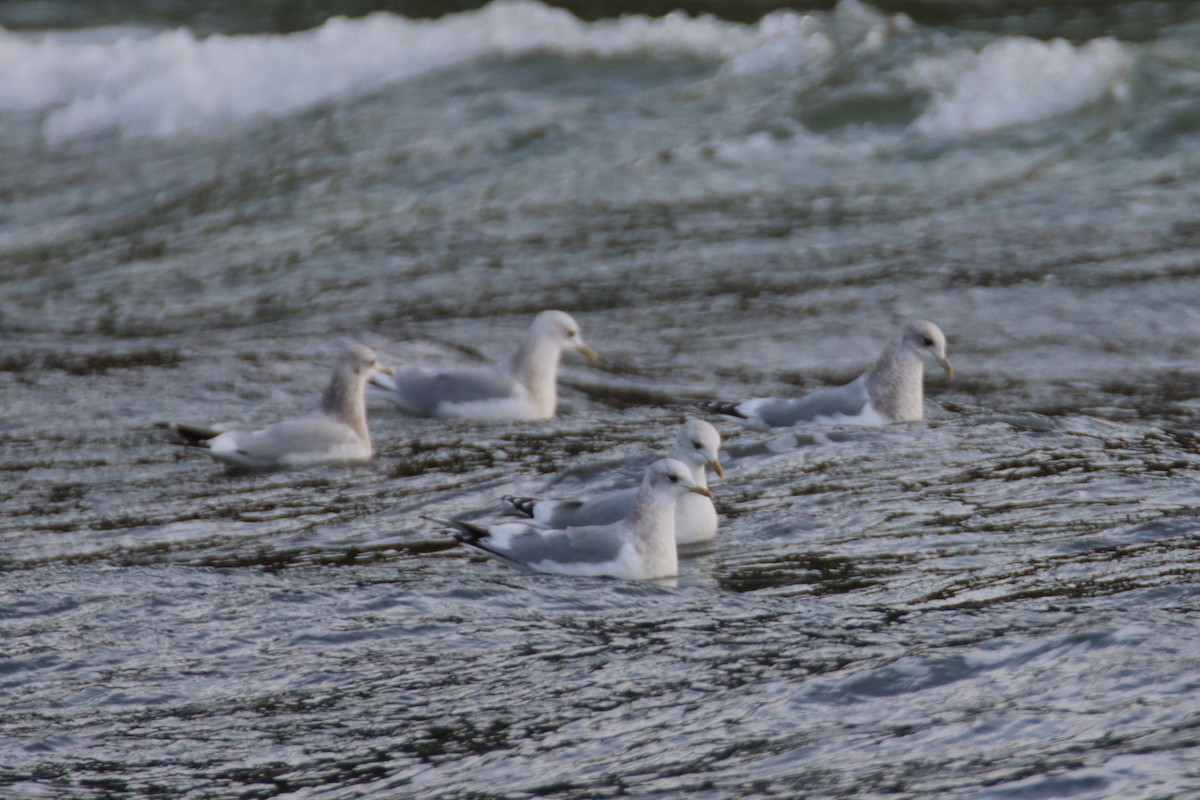 Short-billed Gull - ML627998234