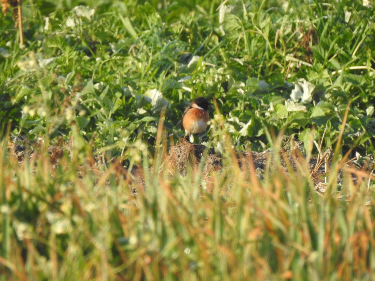 European Stonechat - ML627998239