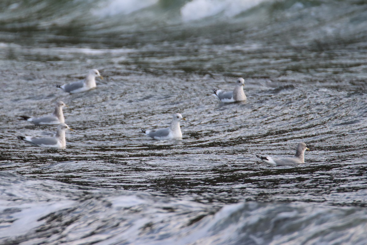 Short-billed Gull - ML627998242