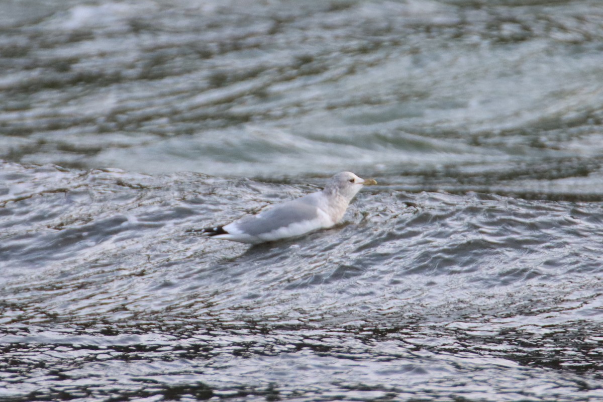 Short-billed Gull - ML627998263