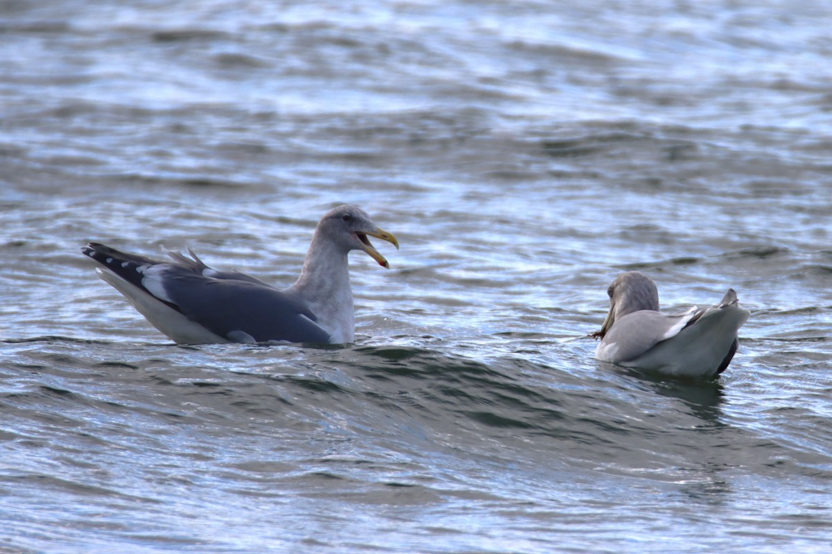 Western x Glaucous-winged Gull (hybrid) - ML627998280