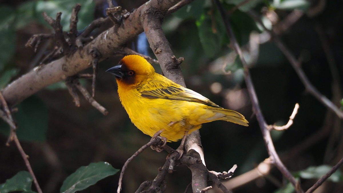 Rüppell's Weaver - ML627998296