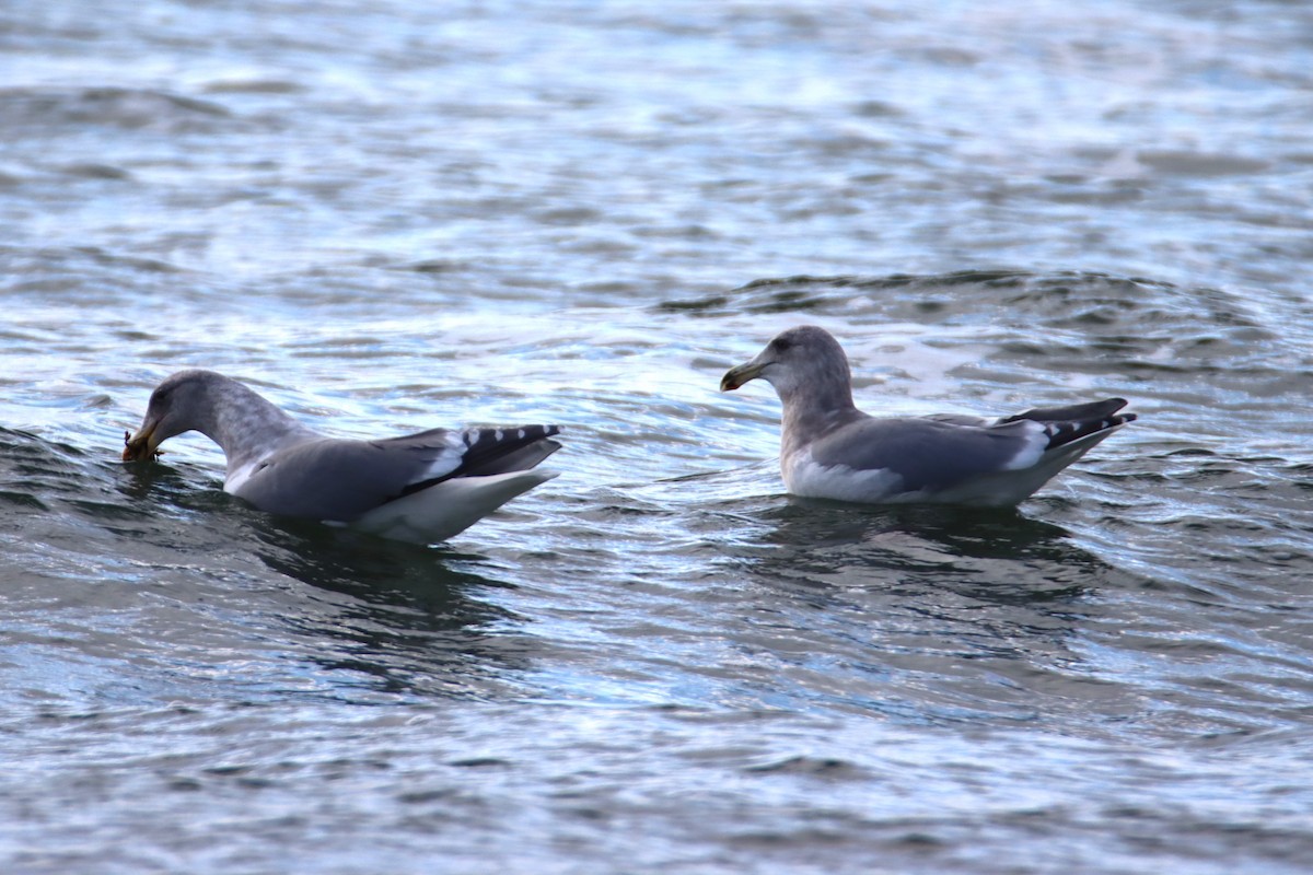 Western x Glaucous-winged Gull (hybrid) - ML627998302