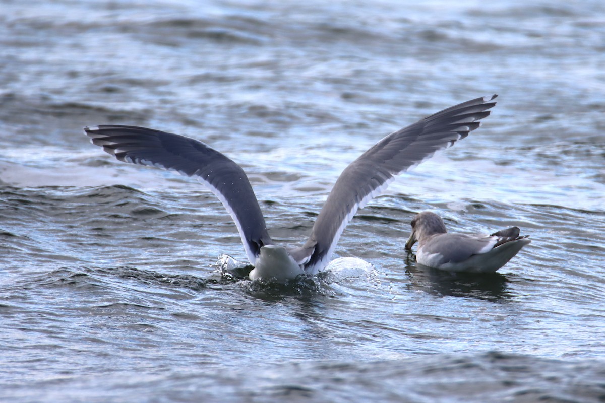 Western x Glaucous-winged Gull (hybrid) - ML627998314