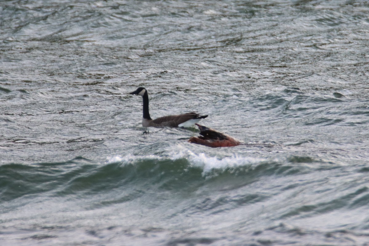 Canada Goose - ML627998336