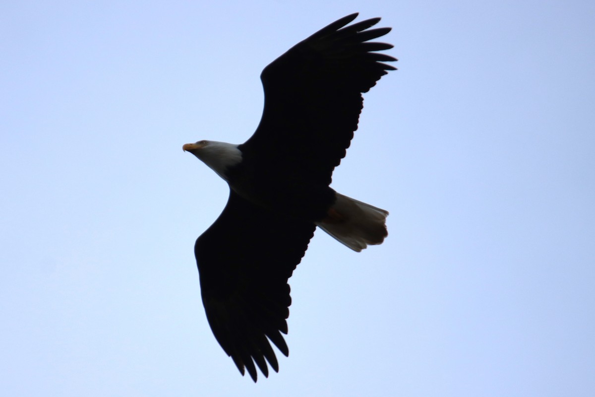 Bald Eagle - ML627998482