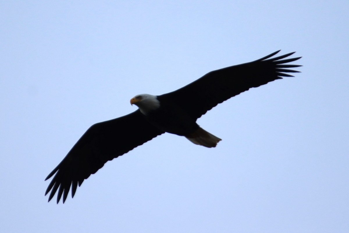 Bald Eagle - ML627998513