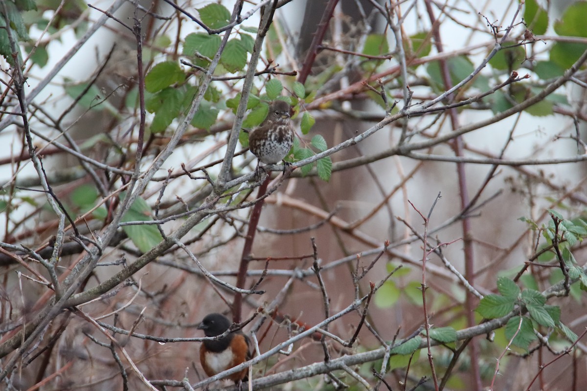 Fox Sparrow - ML627998534