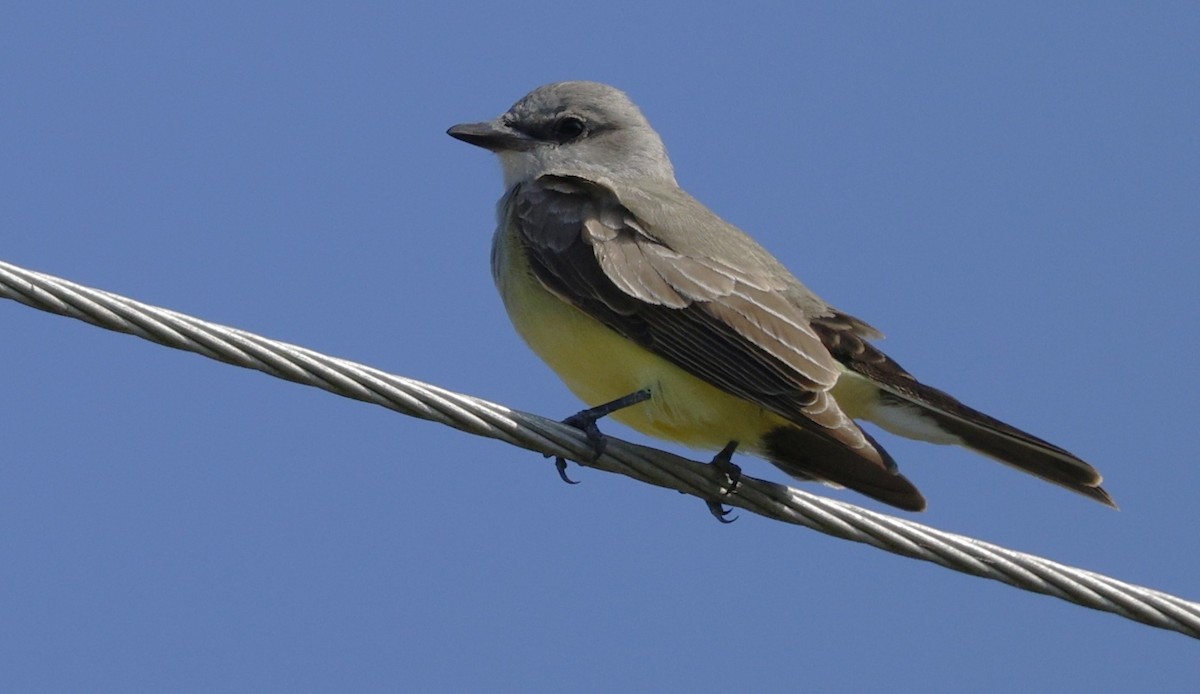 Western Kingbird - ML627998535