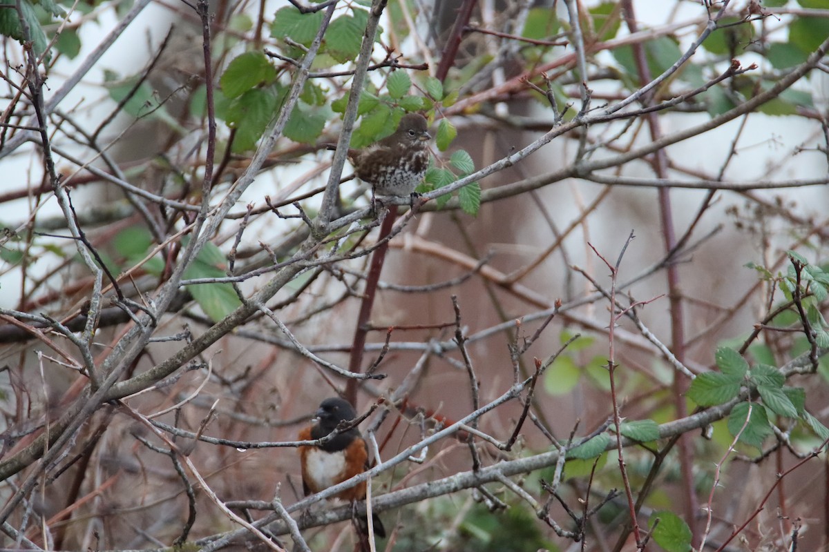 Fox Sparrow - ML627998544