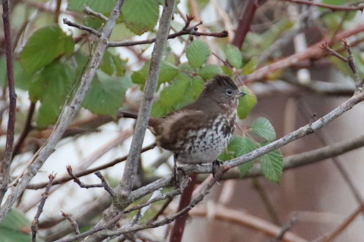 Fox Sparrow - ML627998555