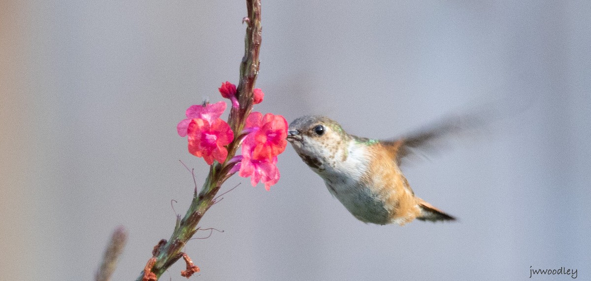 Rufous Hummingbird - ML627998566