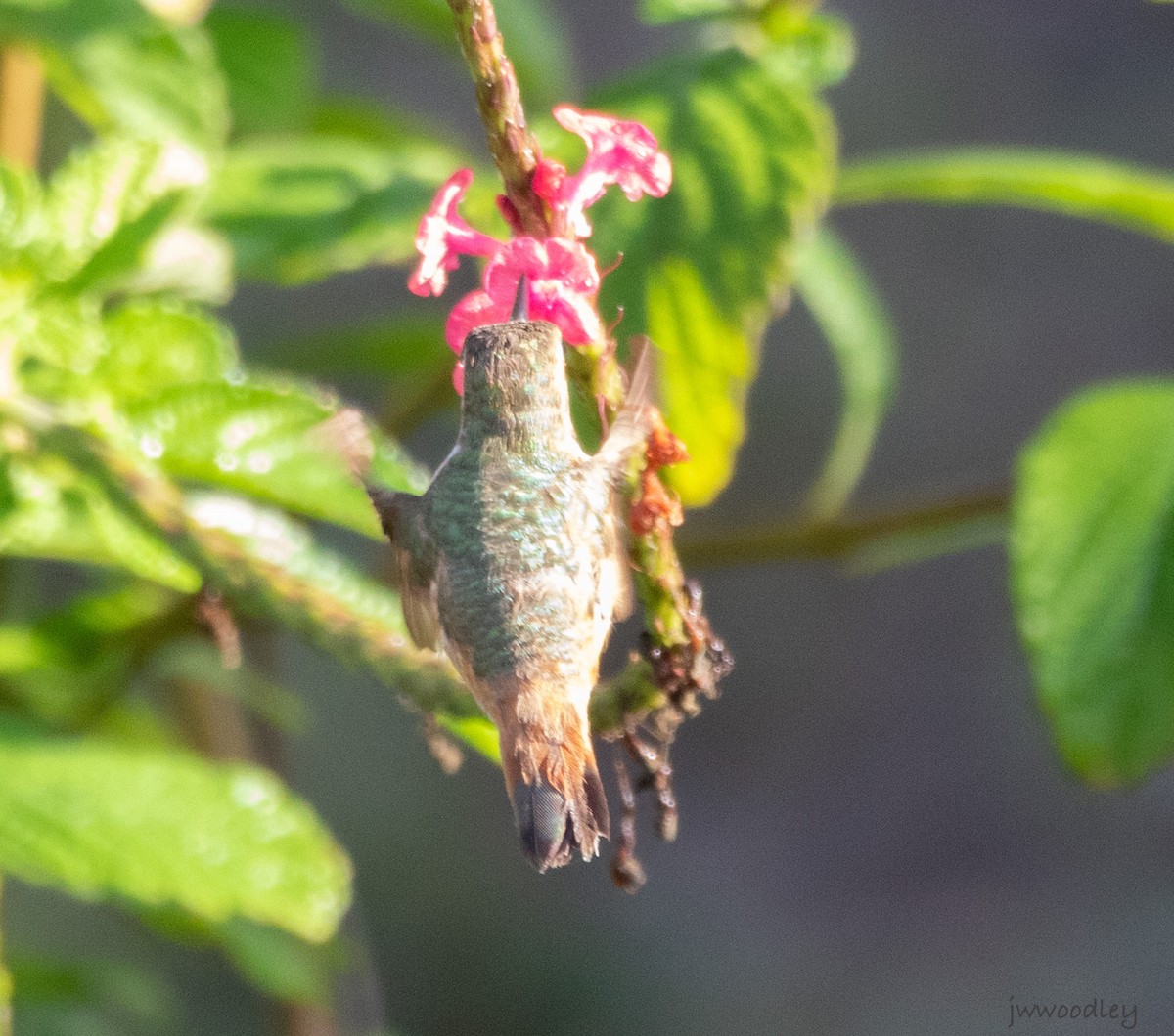 Rufous Hummingbird - ML627998567